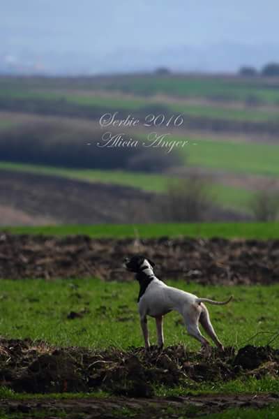 Des Sommets Alpins - ENTRAÎNEMENT PRINTEMPS SERBIE