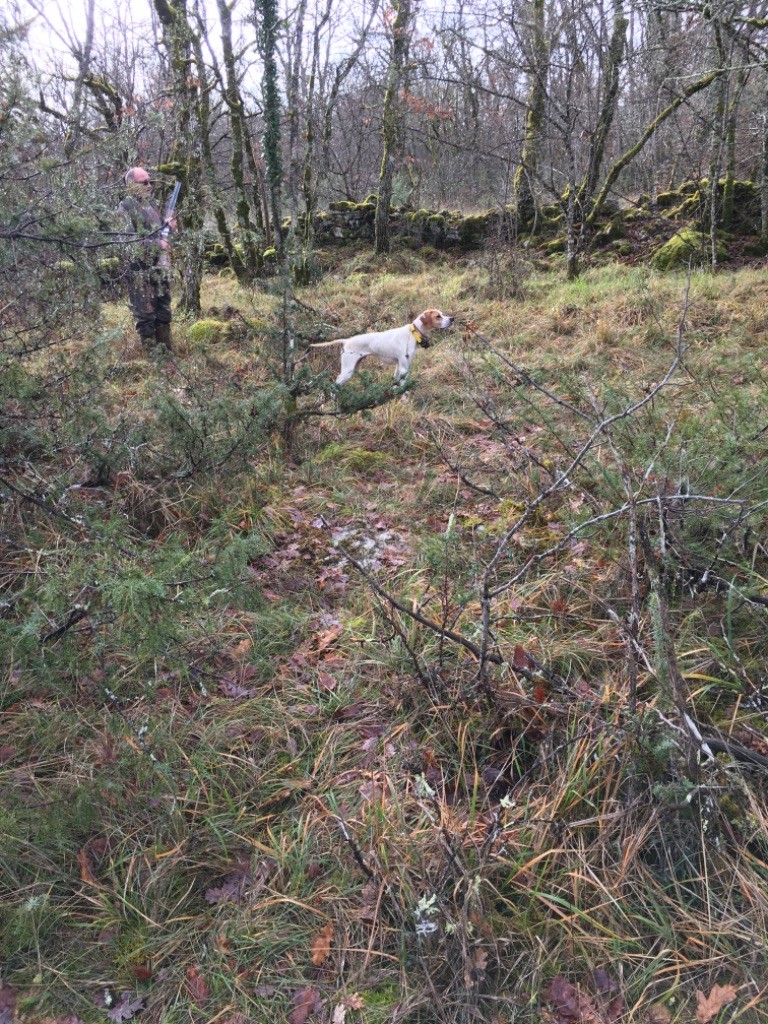 Des Sommets Alpins - ROCKY DES SOMMETS ALPINS 