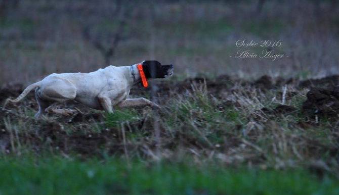 Des Sommets Alpins - ARRET PERDRIX SERBIE