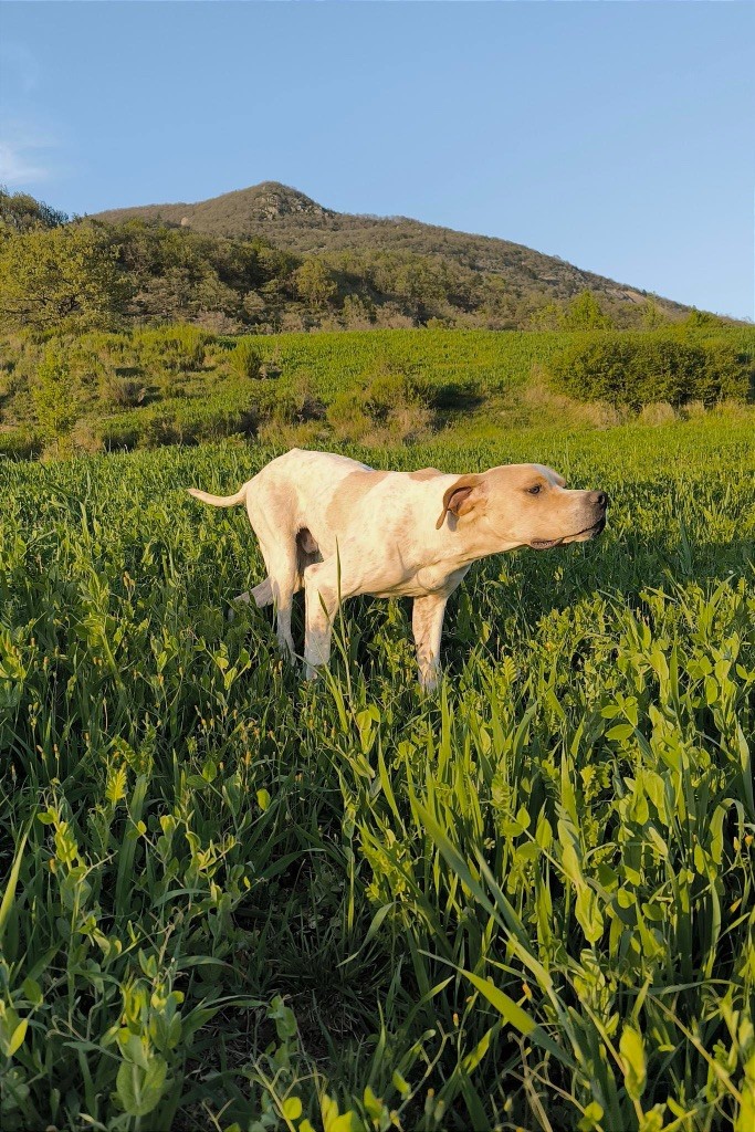 Des Sommets Alpins - TAN POUR UNIC A CLAUDE ROUBAUD 