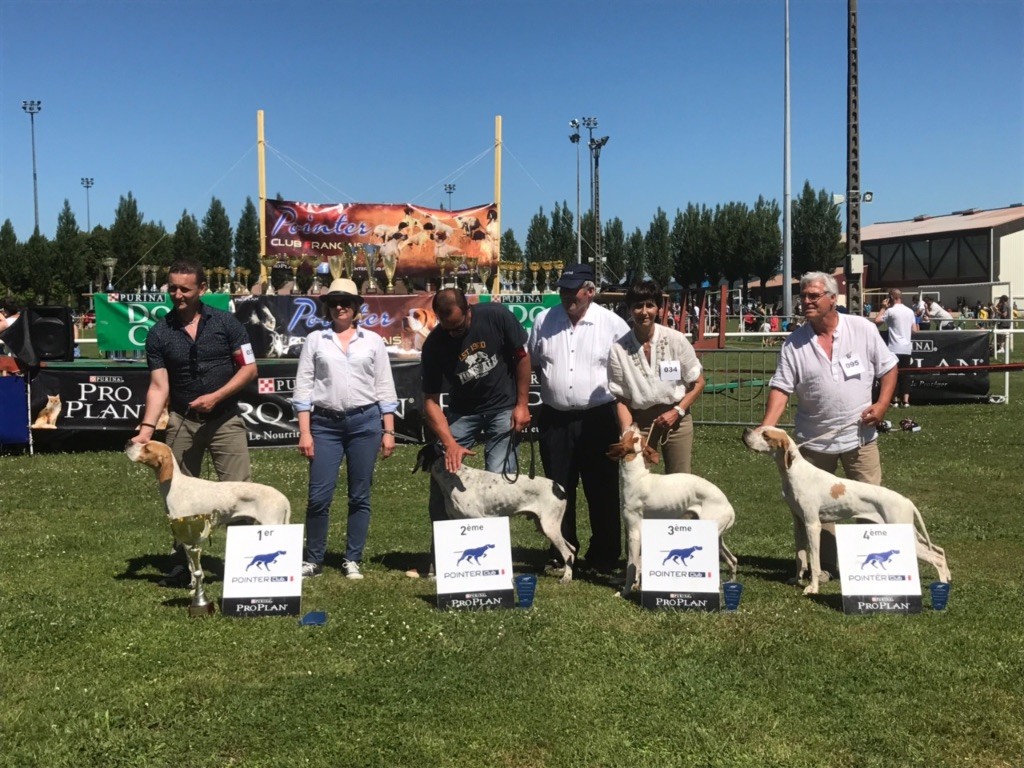 Des Sommets Alpins - 1EXC CLASSE JEUNE MALE NATIONALE D'ÉLEVAGE 2017