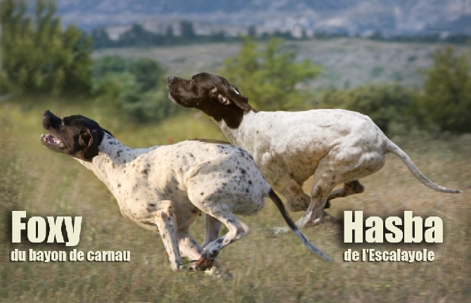 Des Sommets Alpins - Chiots à réserver 