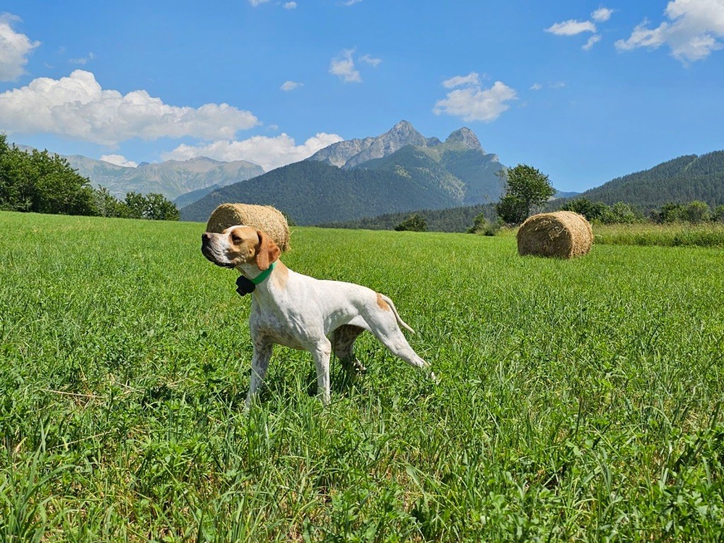 Des Sommets Alpins - SKY DES SOMMETS ALPINS TAN 