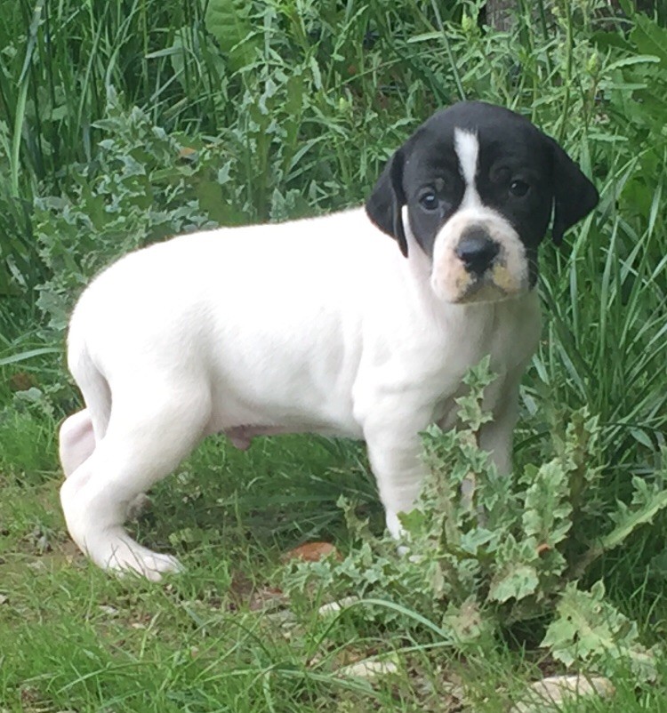 Des Sommets Alpins -  Plus de disponibilité Chiot 