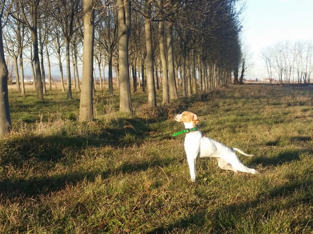 Des Sommets Alpins - OXY DSA  A L ARRÊT 