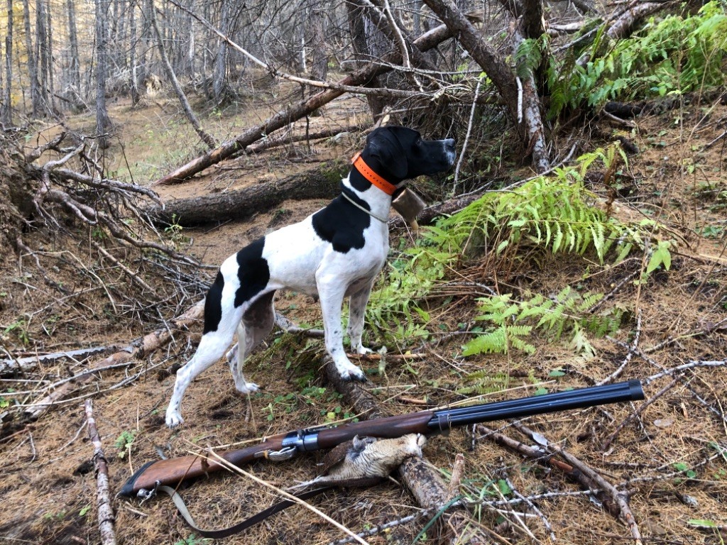 Des Sommets Alpins - OLY DSA CHASSE BÉCASSE 