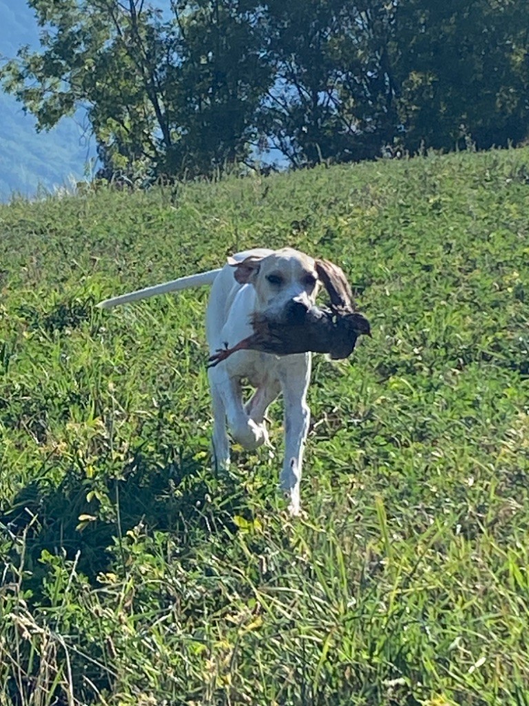 Des Sommets Alpins - Ouverture de la chasse 