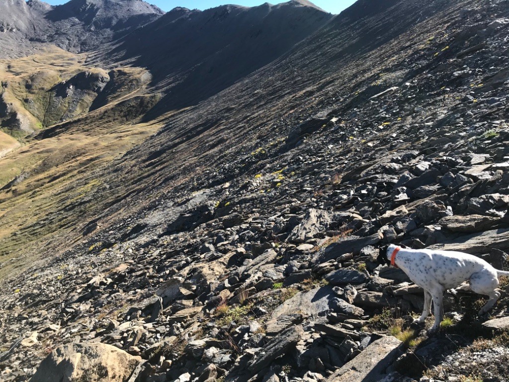 Des Sommets Alpins - DÉBUT DES COMPTAGES HAUTES ALPES 