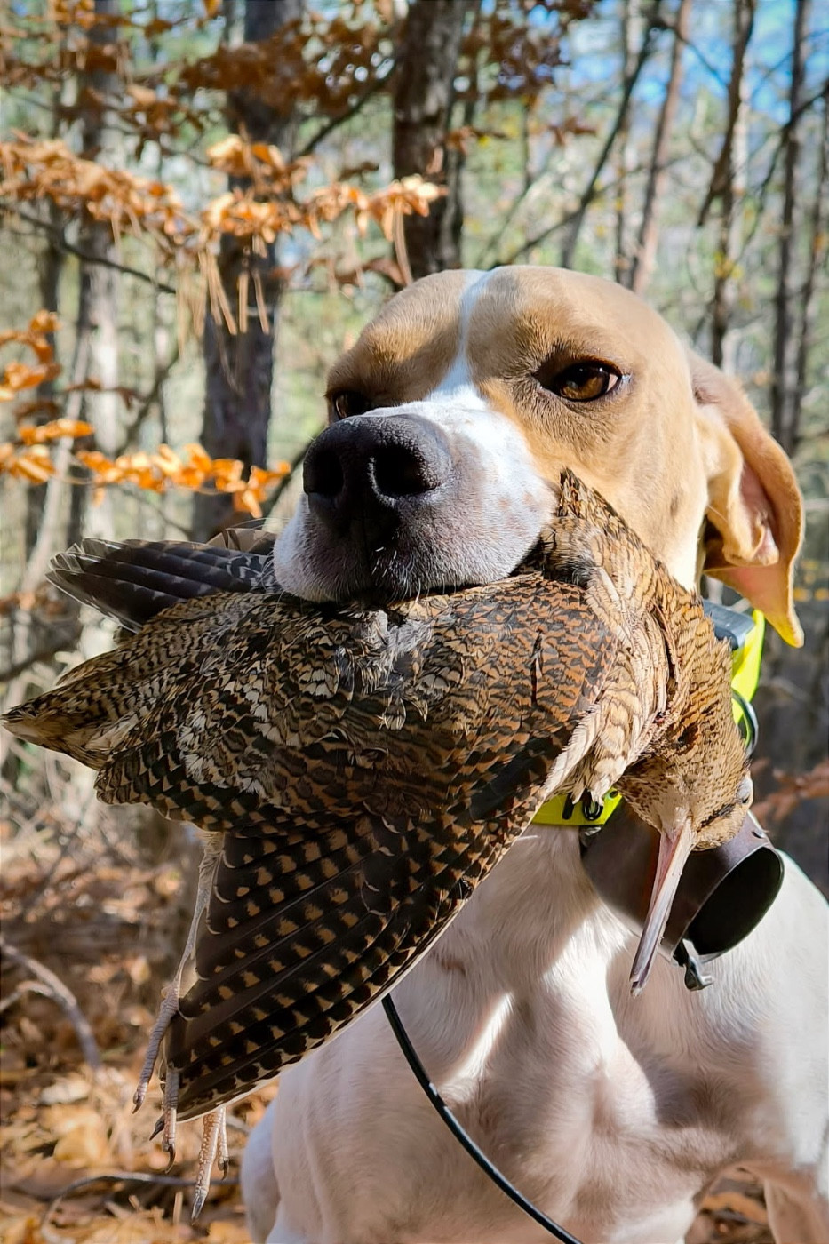 UNIC DES SOMMETS ALPINS