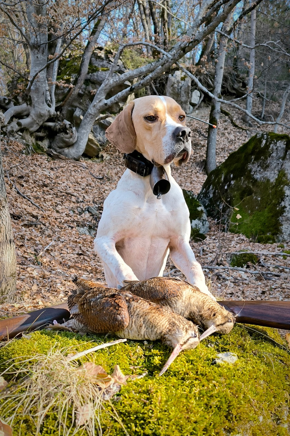 Unic des sommets alpins