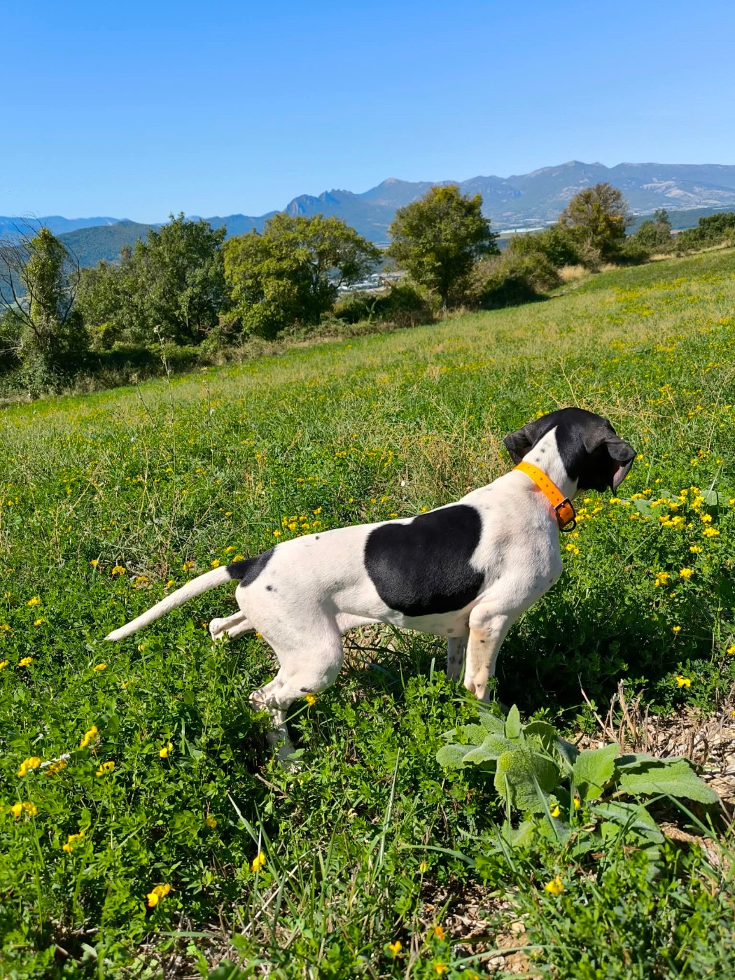 BUCK DES SOMMETS ALPINS