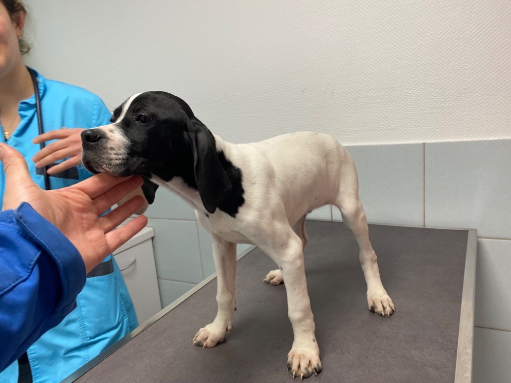 Des Sommets Alpins - Nous n avons plus de chiots disponibles
