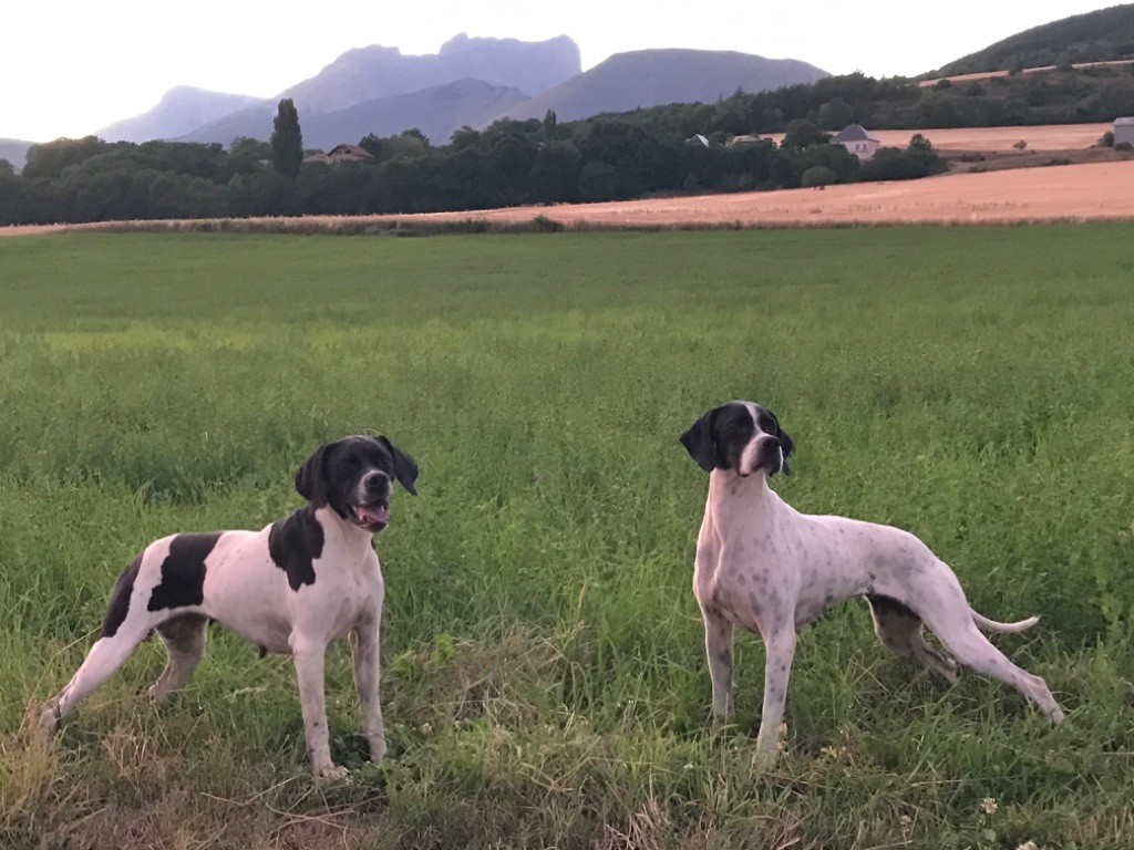 Des Sommets Alpins - MES FEMELLES 2022