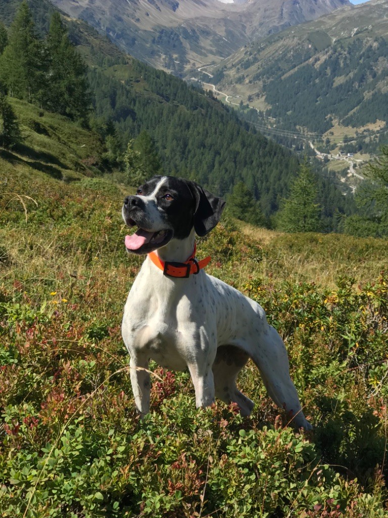 Des Sommets Alpins - PSYCOSE des sommets alpins